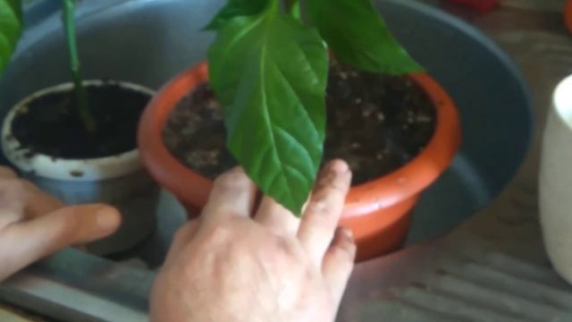 Пересадка,перевалка Перца горького в большие горшки. смотреть онлайн
