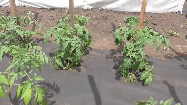 В ЭТОМ ГОДУ ВСЕХ "ЛЕЖАЧИХ" ПОДНЯЛА НА ГРЯДКЕ - "ЛЕНИВКЕ". Ольга Чернова. смотреть онлайн