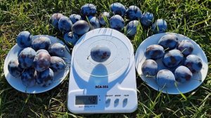 СЛИВА ТОП ХИТ