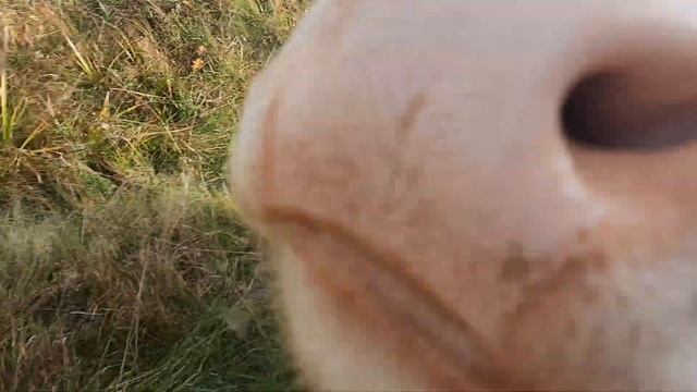 Привязное содержание коров.Пастбище/Октябрь смотреть онлайн