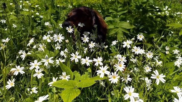 САМОЕ ВЕСЕННЕЕ ВИДЕО I Собака такса и самые красивые весенние цветы смотреть онлайн