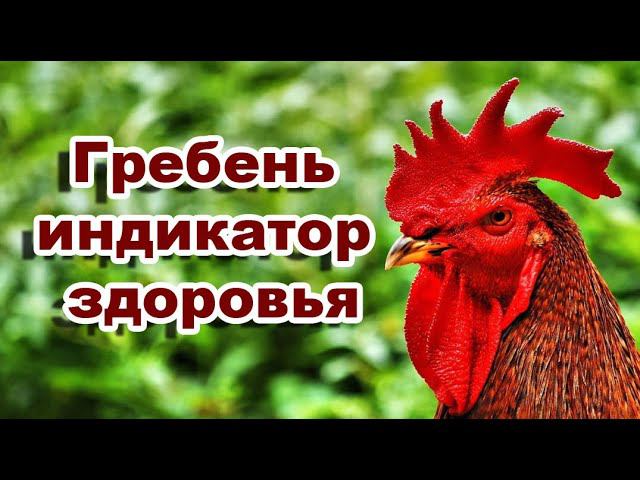 Как определить по гребню болезнь птицы. смотреть онлайн