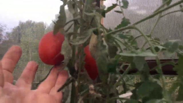 Стойкие томаты в октябре.