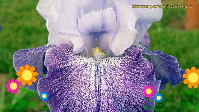 Ирис германский Сплэшаката. Краткий обзор, описание характеристик iris germanica Splashacata смотреть онлайн