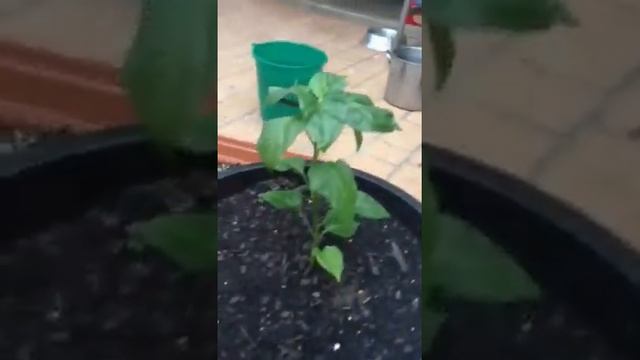 Trinidad moruga scorpion plant смотреть онлайн