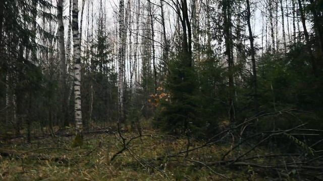 ЗАГОННАЯ ОХОТА НА ЛОСЯ / КАК ПРОХОДИТ САМА ОХОТА / ОПТИЧЕСКИЙ ПРИЦЕЛ MEWLITE 1-8х24, SPF, 30 Mm