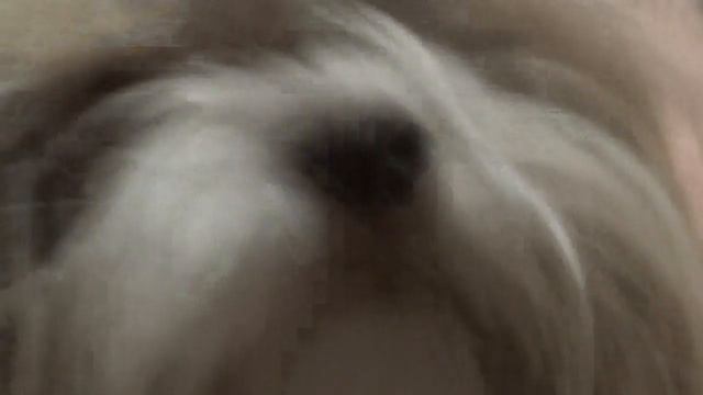 Ши-тцу по имени Джесси первое видео смотреть онлайн