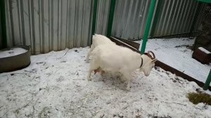 Сведение коз. Как Козёл кроет козу. Спаривание коз.