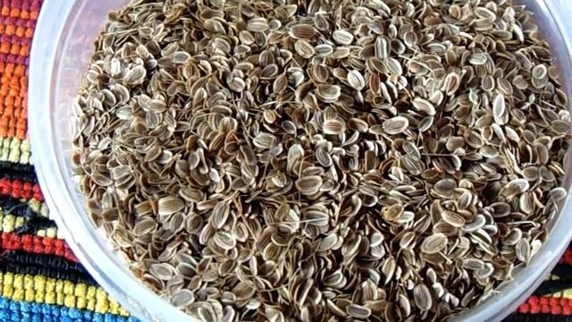 Семена укропа Польза. Укропная вода от вздутия и метеоризма смотреть онлайн