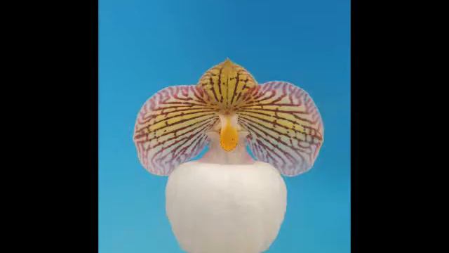 Paphiopedilm micranthum eburneum (orchid) смотреть онлайн