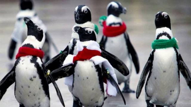 Cum să nu cazi pe gheață смотреть онлайн