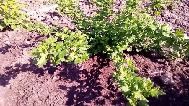 Видео обзор бесшипного крыжовника сорта Пакс смотреть онлайн