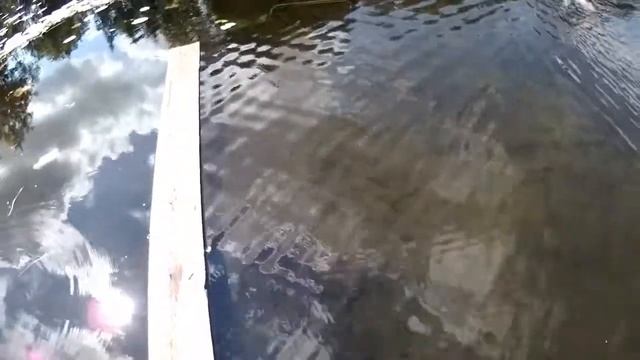 ХОРОШИЙ КЛЁВ КРАСНОПЕРКИ/ ПОЙМАЛ ЩУРЁНКА РУКАМИ смотреть онлайн