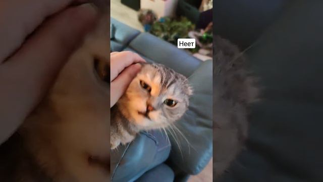 Зубастик😄😜 Кот кусается😄 #кот #мойкот #смешноевидео #котыприколы смотреть онлайн