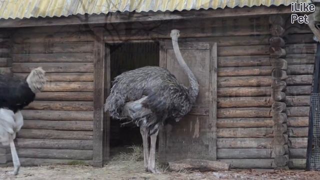 Африканский страус Не прячет голову в песок на ilikepet смотреть онлайн