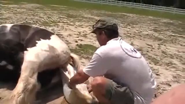 Лошадь рожает жеребенка. смотреть онлайн