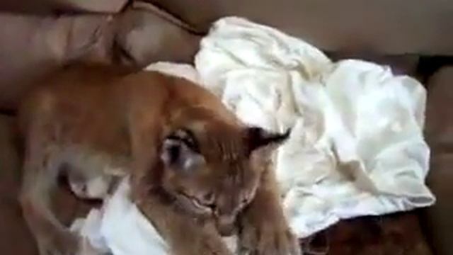 Маленькая рысь (рысенок) смотреть онлайн