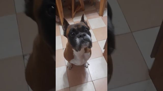 Проверяем знание команд у немецкого боксера. Команда ГОЛОС смотреть онлайн