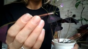 Как я размножаю кислицу ( оксалис) листом