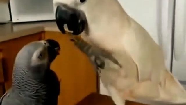 Попугай какаду кормит малыша попугая жако Удивительные птицы смотреть онлайн