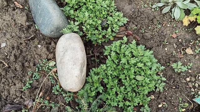 Растения, которые красивы и в январе. смотреть онлайн
