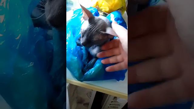 Сфинкс Большой Ух/sphinx big ear #animals #cats #sphynx смотреть онлайн