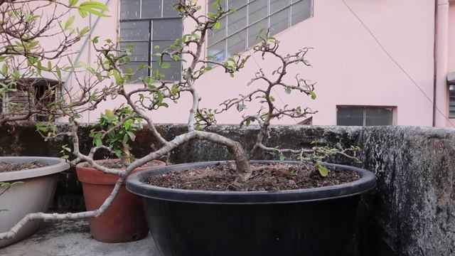 Bonsai Tour Three | Bonsai Ideas | Banyan or Ficus Bengalensis Bonsai смотреть онлайн