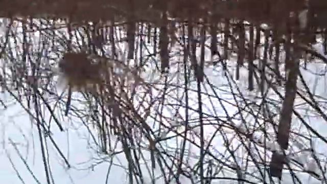 Alaskan Malamute – Irvis North В 40 км походе на Татьянин День 25 01 08CLIP0004 смотреть онлайн