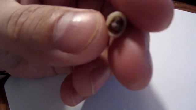 Последствия криворукого фельдшера-врача......... смотреть онлайн