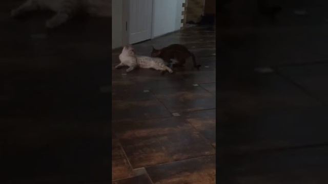 Бенгалы смотреть онлайн