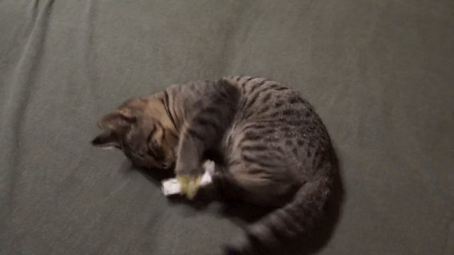 Что делает кот ,когда никого нет дома ? смотреть онлайн