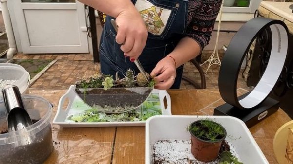 Succulents & Cacti Arrangements in the Garden Farm - Aquarium VEGEBOX F-Box