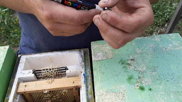 Как отобрать и пометить плодную матку из нуклеса. смотреть онлайн