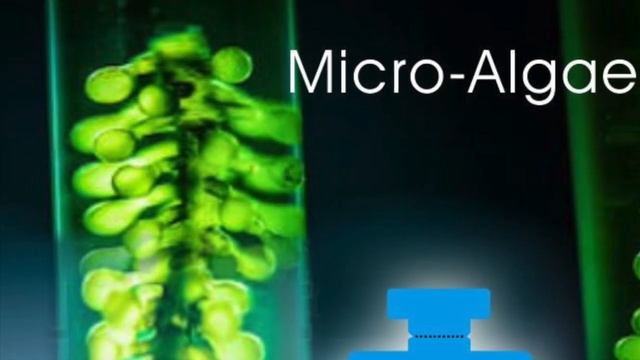 Algae Micro Facial Mask Organic Herbal Goji Tumeric смотреть онлайн