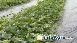 Выращивание дыни. 2/2
