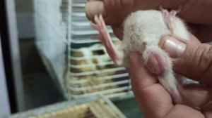 Как определить пол у крысёнка?