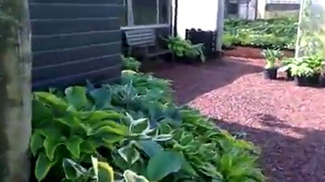 Fransen Hosta's смотреть онлайн