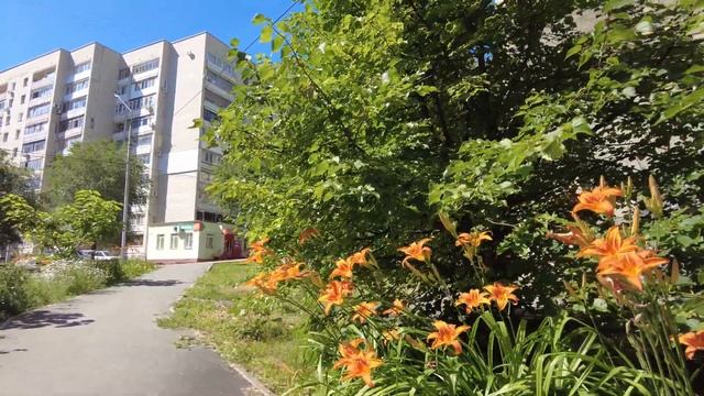 Тигровые лилии - красивые цветы на Одесской улице в Саратове смотреть онлайн