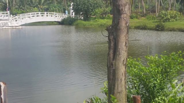 Sri lanka шри ланка 2015 памятник цунами утки смотреть онлайн