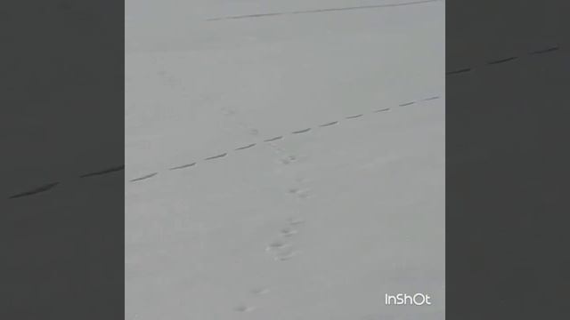 Хорек на охоте смотреть онлайн