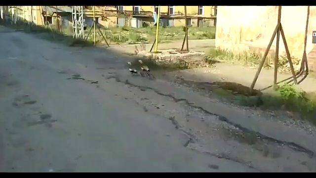 Duck Attack смотреть онлайн