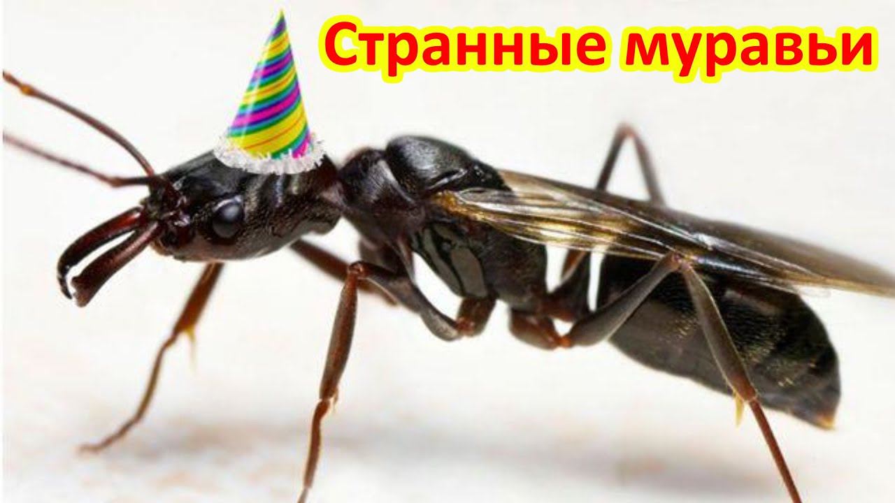 Муравьи с крыльями. Это как? смотреть онлайн