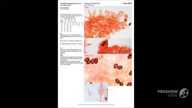 Psathyrella casca - fungi kingdom смотреть онлайн