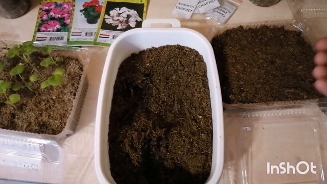 Выращиваю пеларгонию семенами. Обзор 6 декабря. смотреть онлайн