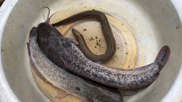 BIG FISH LOVE OYSTERS! смотреть онлайн