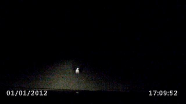 Заяц-беляк летом смотреть онлайн