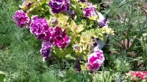 Немного о цветах. 55 кашпо. Ожидание и реальность