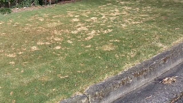 [Spring Dead Spot] [Winter Fusarium] [Helminthosporium Leaf Spot] [Dollar Spot] [Turf Fungicide] смотреть онлайн