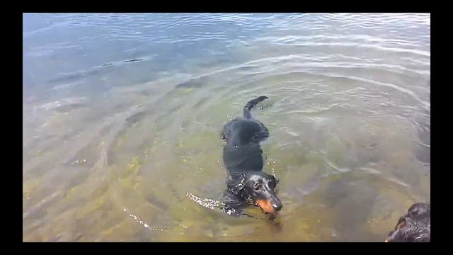 Такса учится нырять смотреть онлайн