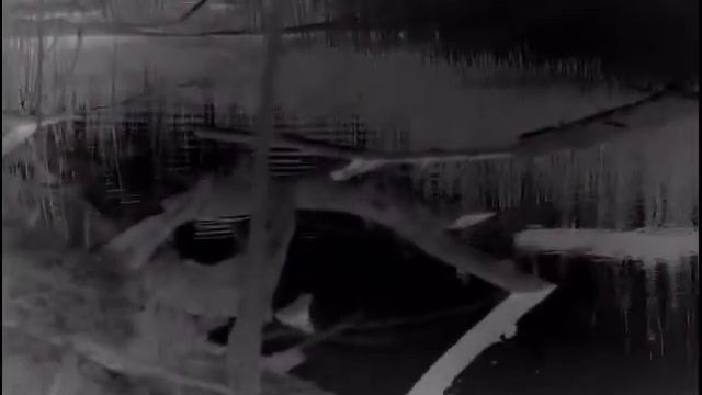 Иногда наблюдение за животными приносит не меньше удовольствия, чем охота. смотреть онлайн